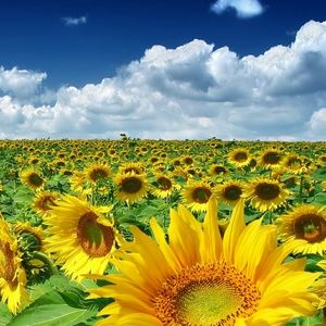 Meet your Posher, Ruslan